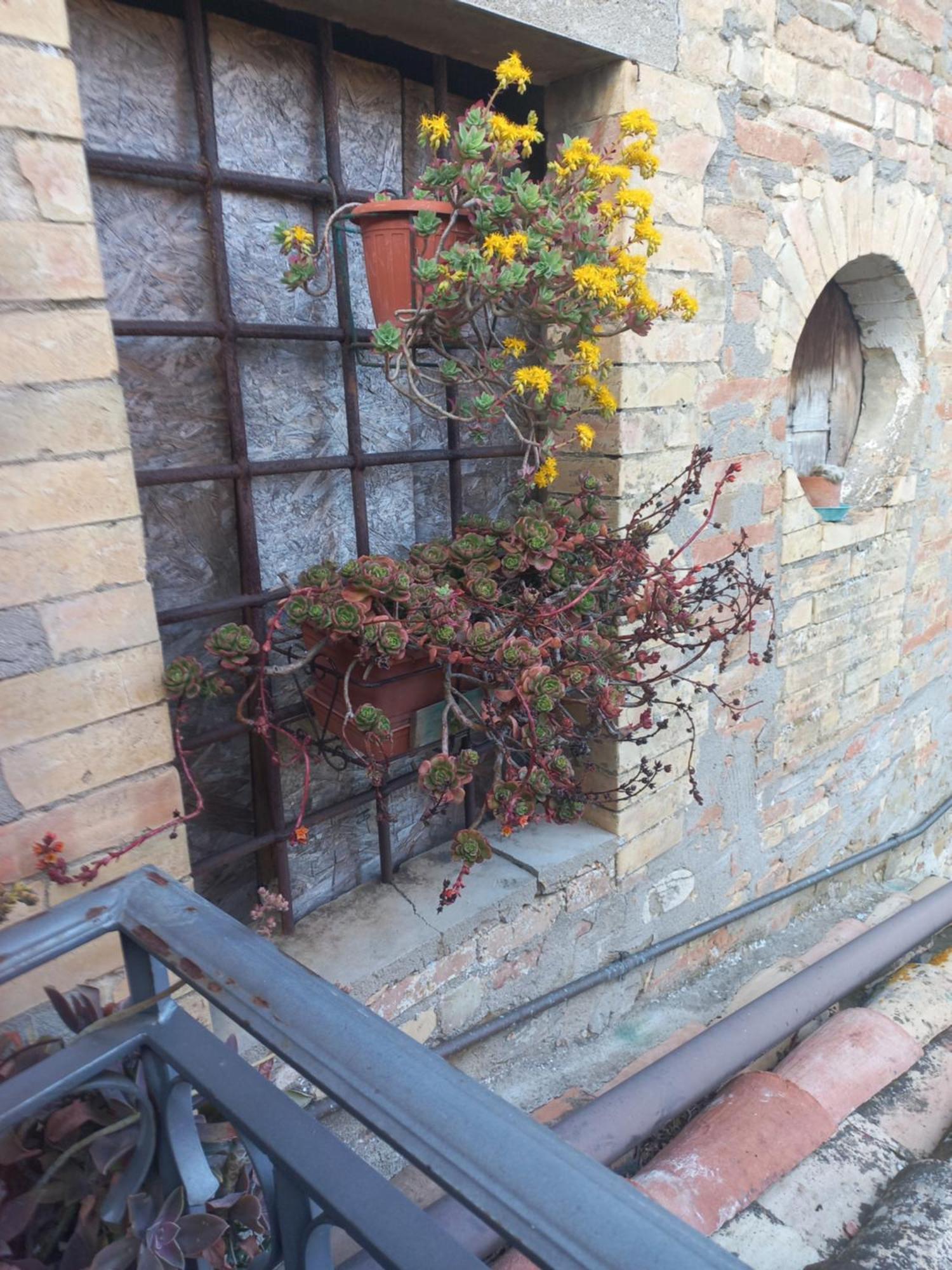 Fattoria Di Rigone Villa Coltavolino Exteriör bild