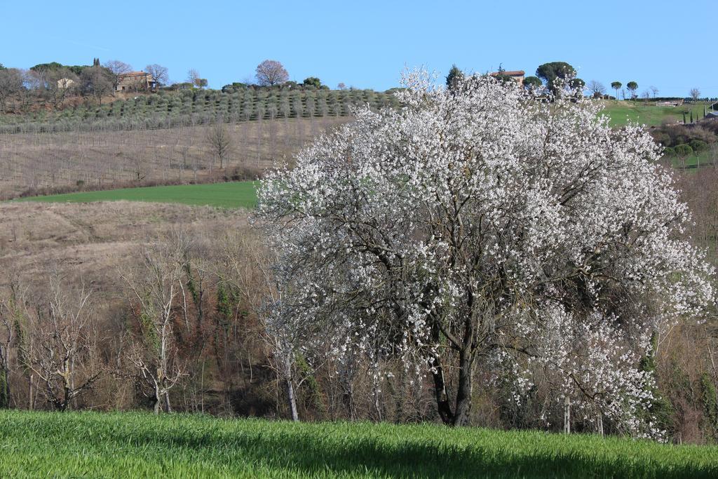 Fattoria Di Rigone Villa Coltavolino Exteriör bild